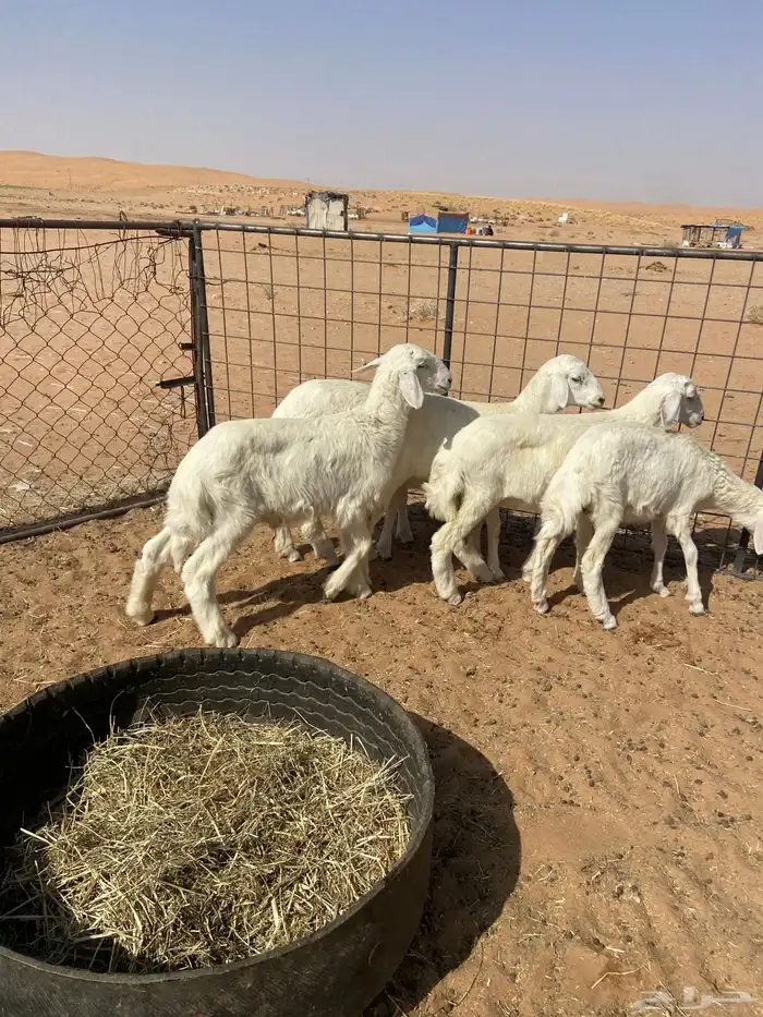 رخال حريه( تم البيع ) 9