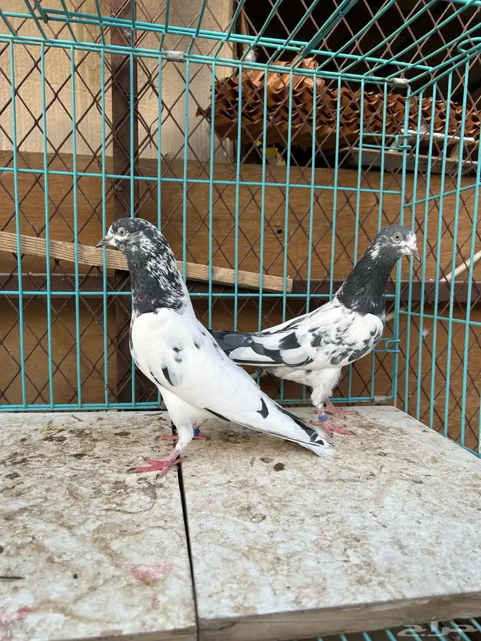 حمام باكستاني تم البيع تم البيع 0