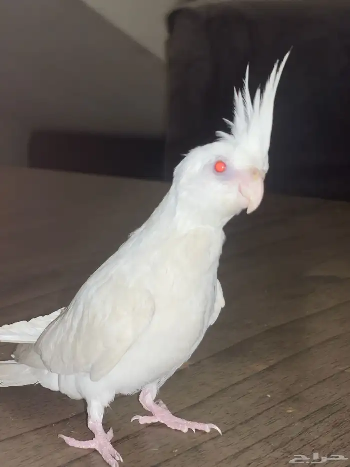 كروان البينو ذكر 3