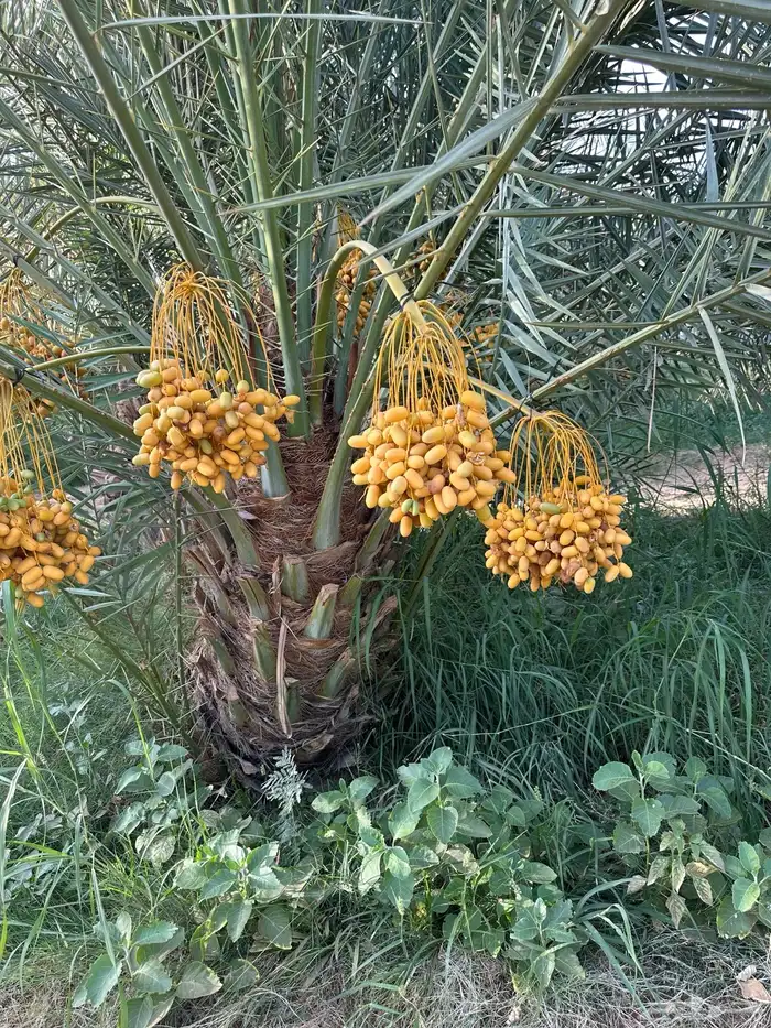 نخل نقايل وفسائل كلها مثمره بعذوقها 0