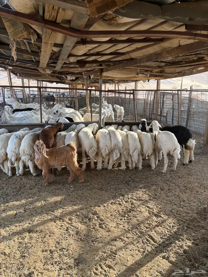 طلين حريات 7