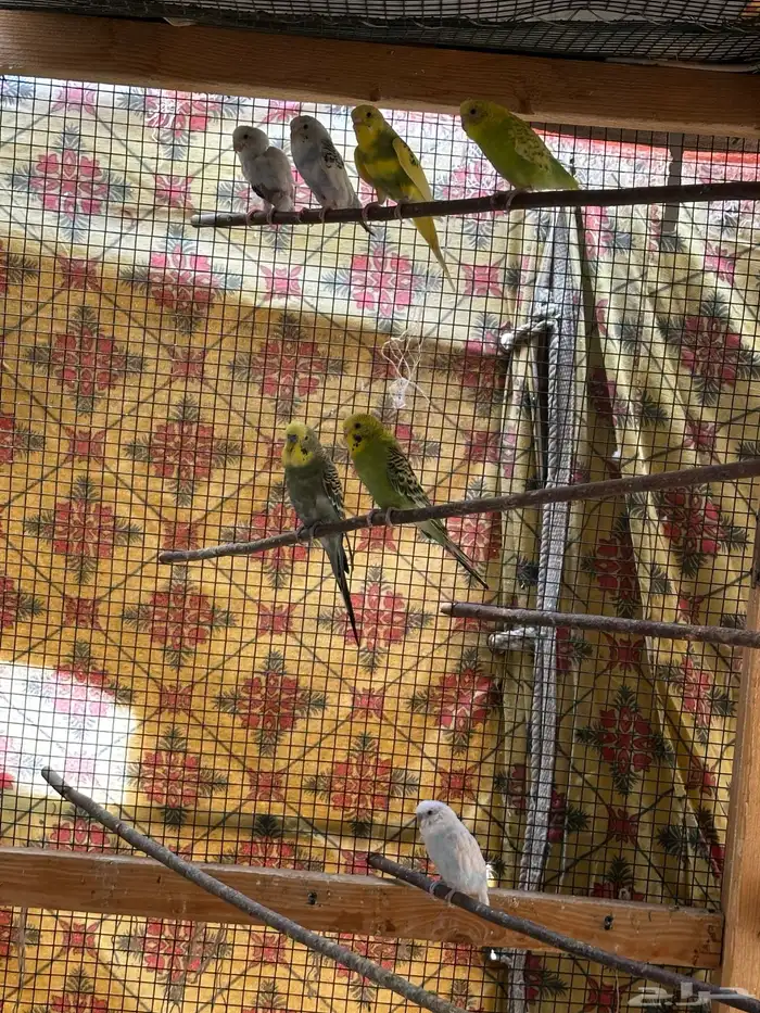 اجواز بادجي منتجه 9