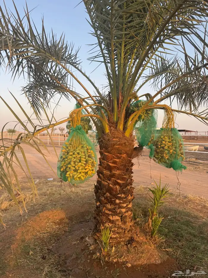 حرمه طريق حفر الباطن 3