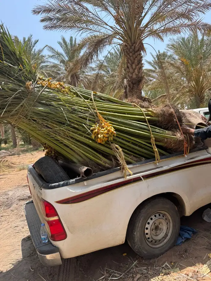 نخيل لبيع 5