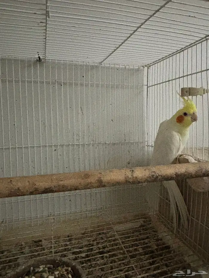 كروان منتج ومنوت المربي اجواز عليها الكلام 1