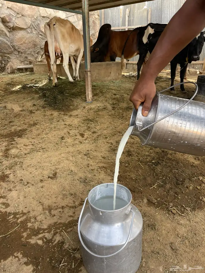 لبن بقر طازج يومي 1