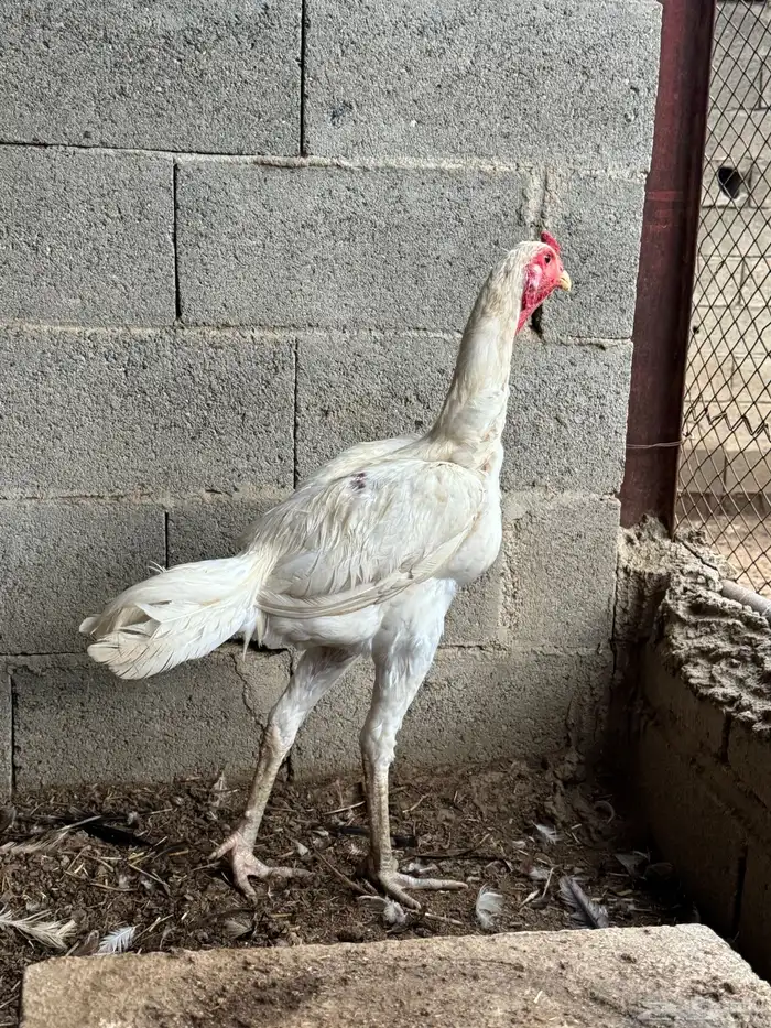 ديك سندي 2