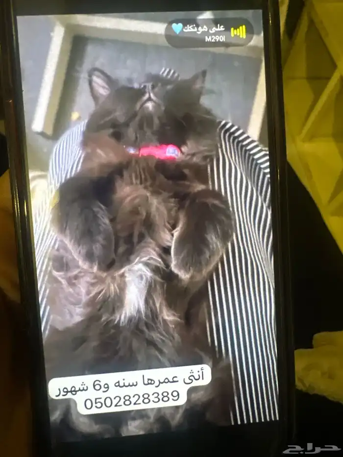 حيوانات قطط 0