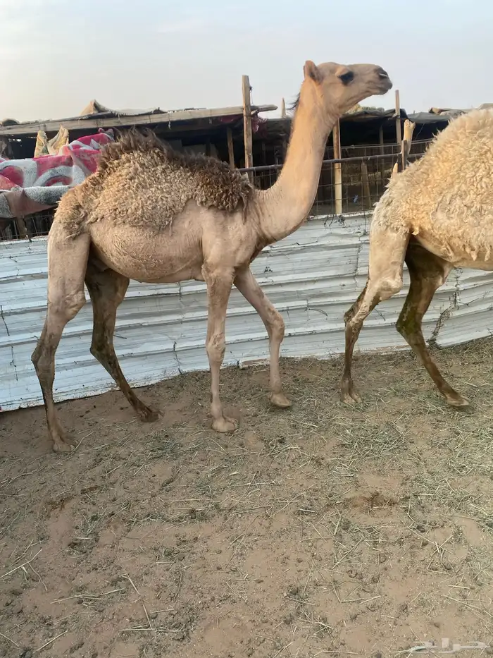 حشو طيبه. عددها. 12 4