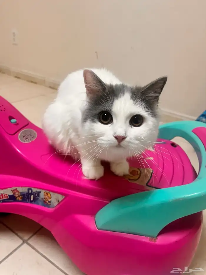 قط قطو بسه بس هر كديسه cat kitten للبيع 1