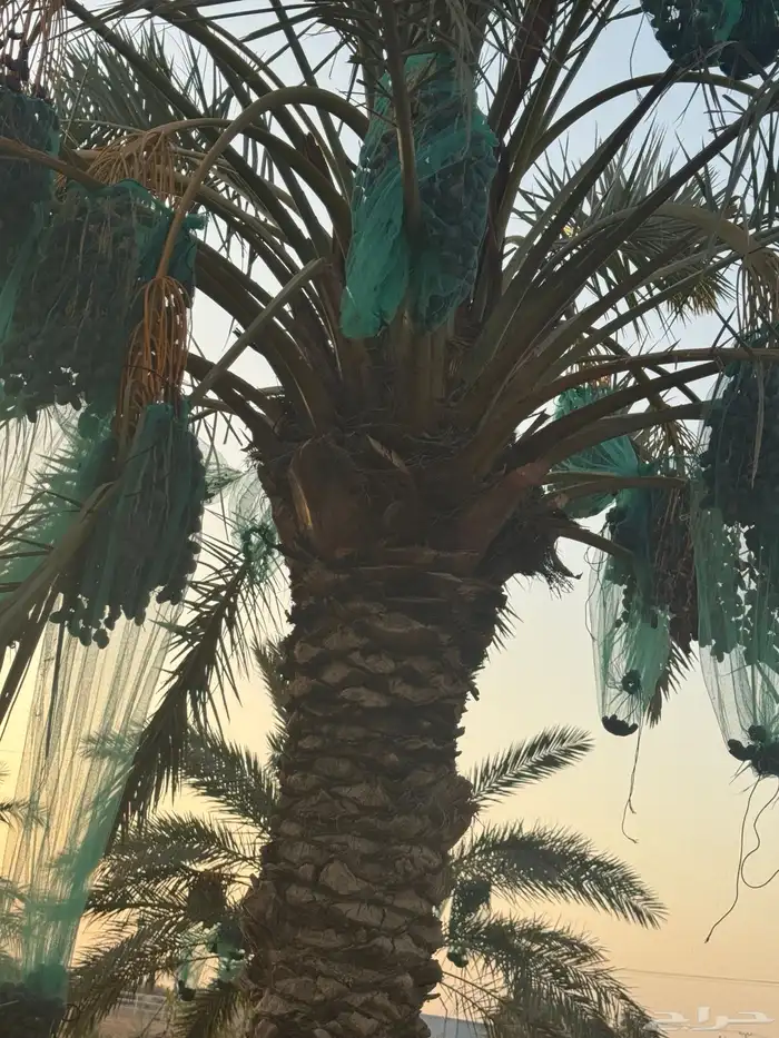 حرمه طريق حفر الباطن 5