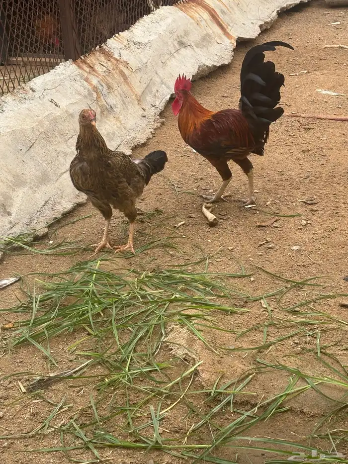 اللبيع ديك ودجاج 0