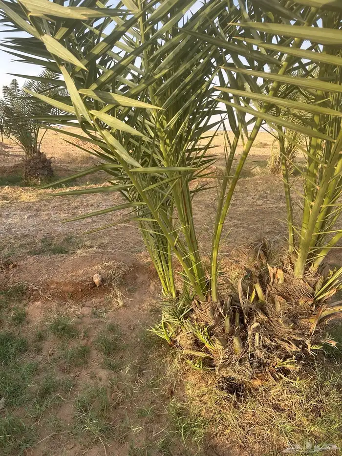 للبيع فروخ نخل اخلاص 4