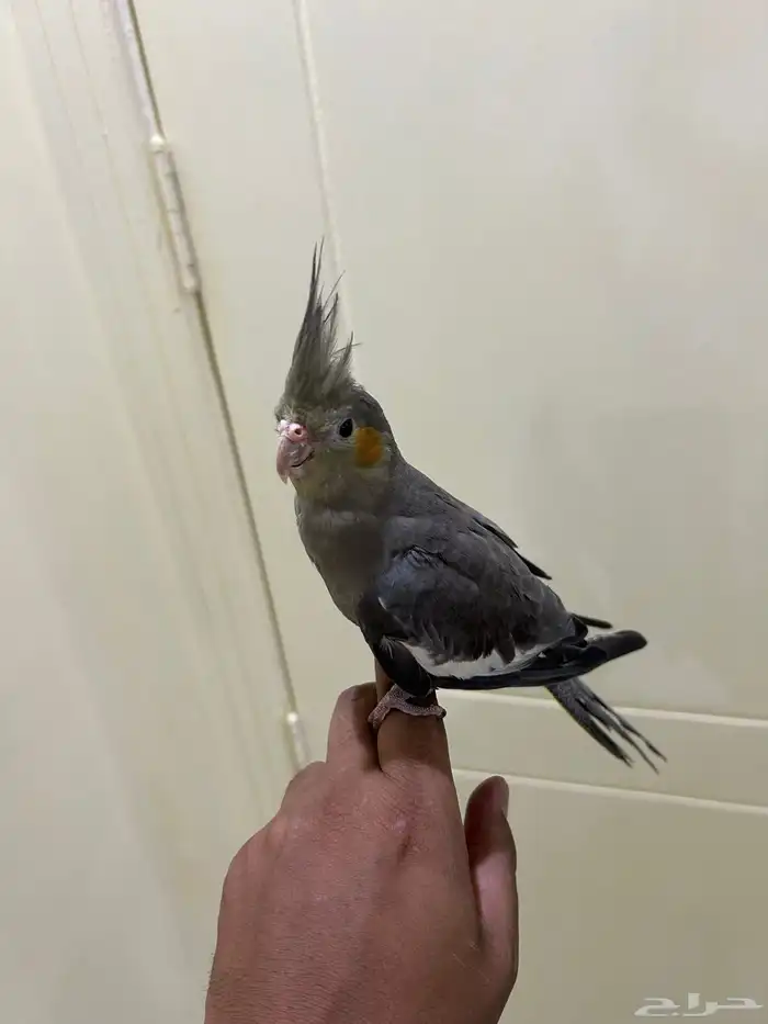 كروان اليف 5