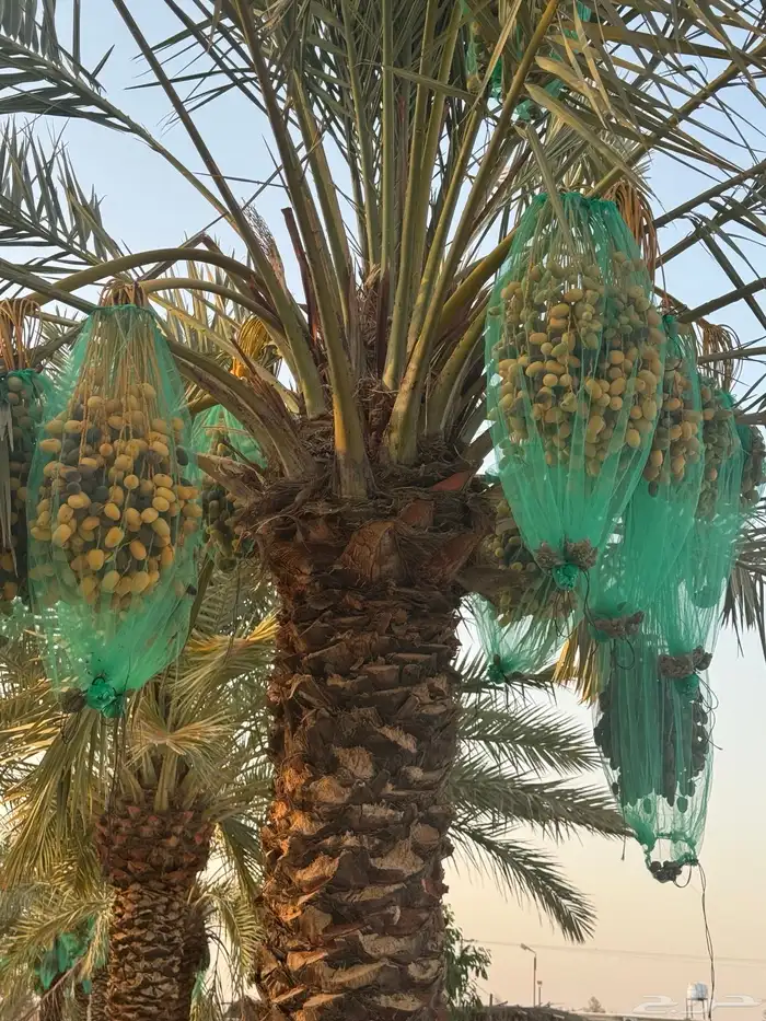 حرمه طريق حفر الباطن 4