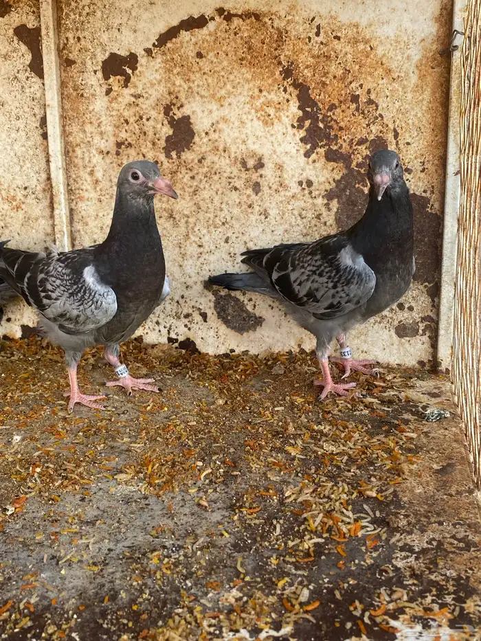 جنوب حايل الروضه 1