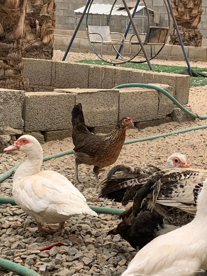 للبيع دجاج عربي 8