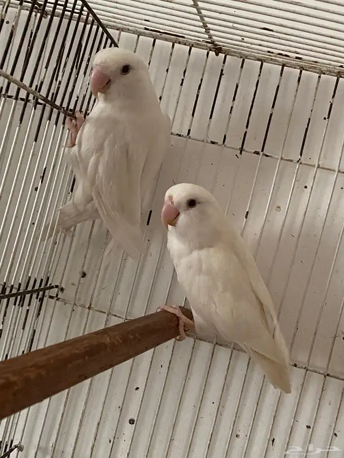 جوز روز البينو صافي 0