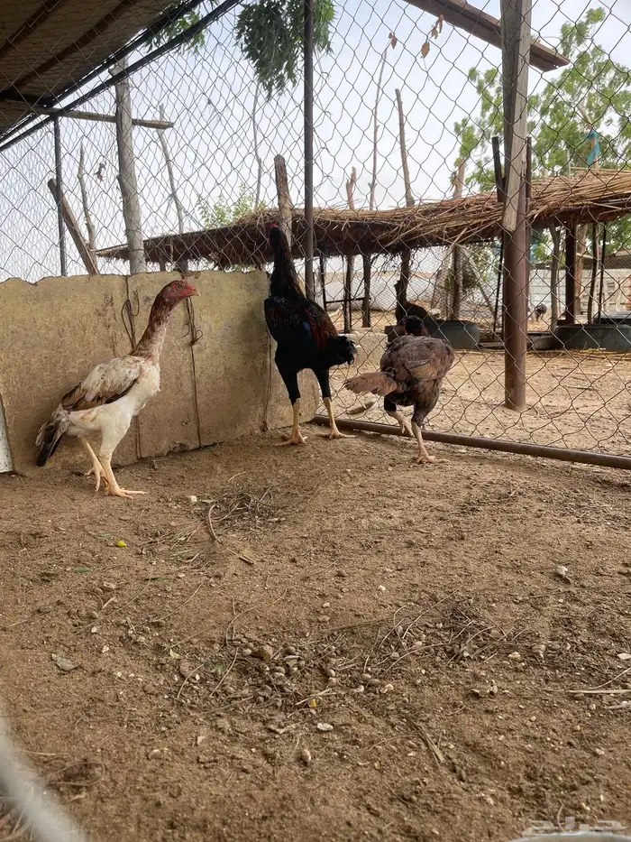 دجاج سندي بيور 2