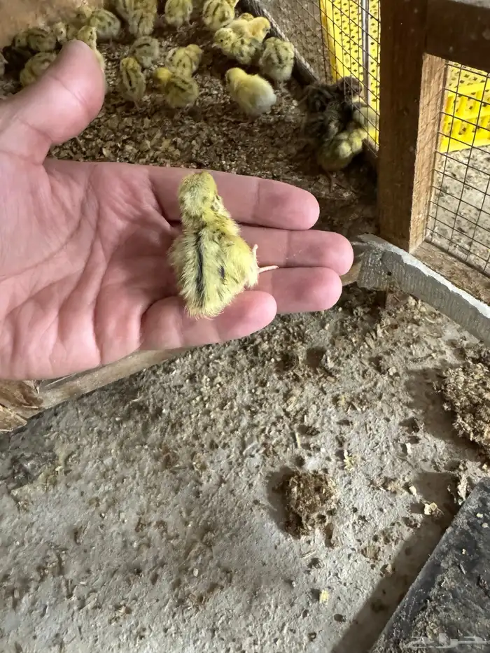 صوص صيصان ( سمان - فري - فر- مريعي ) للاكل والتربيه 2