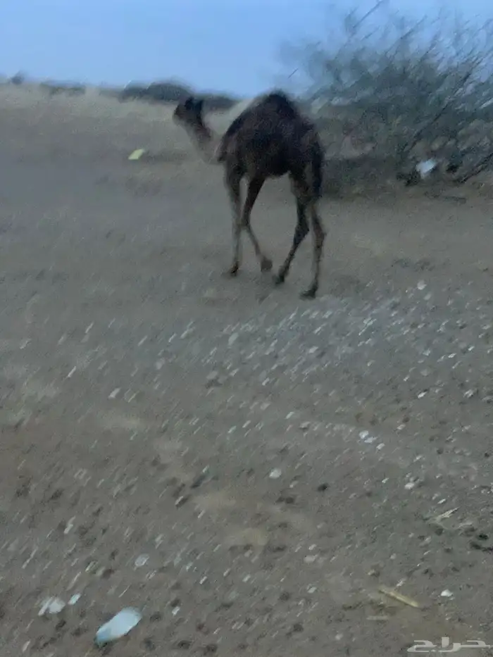 قعود لباني على حليب امة عمره ما بين 6 شهور الى سبعة شهور 2