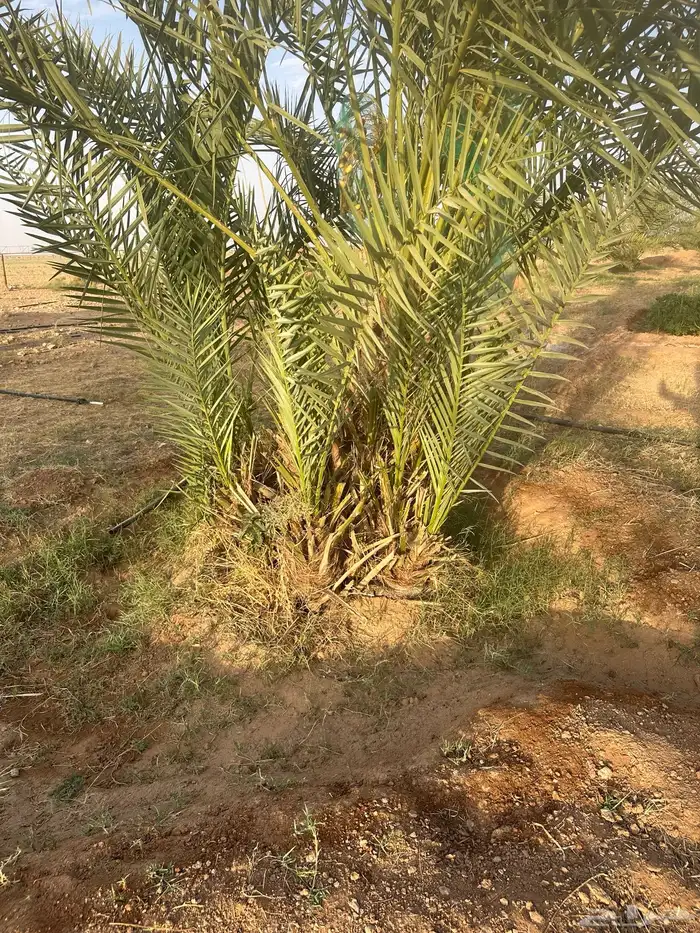 للبيع فروخ نخل اخلاص 6