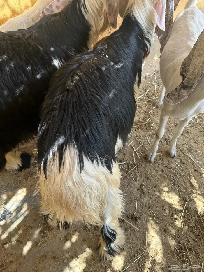 2 طليان جبرة اعمار 9 شهور وعشرة على السوم 2