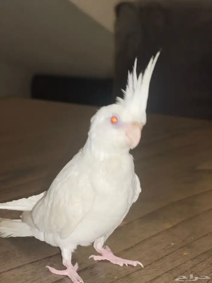 كروان البينو ذكر 2