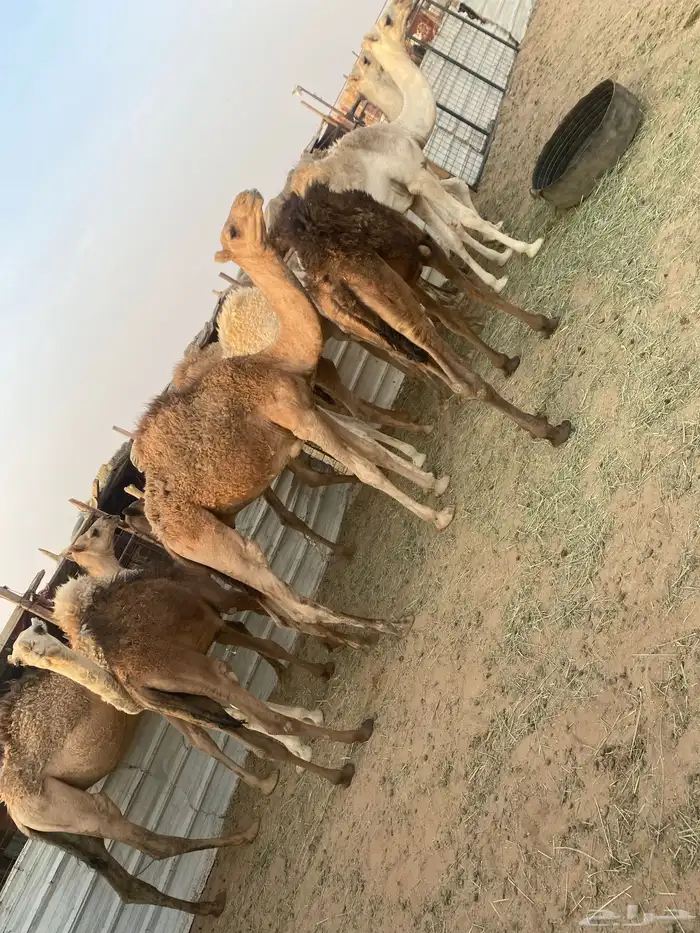 حشو طيبه. عددها. 12 3