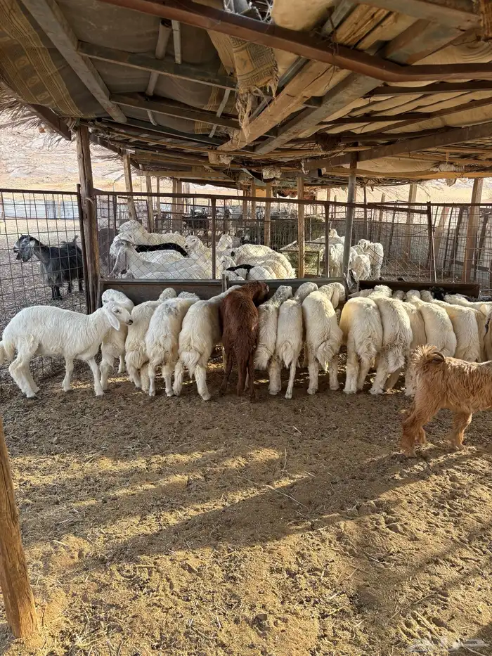 طلين حريات 6