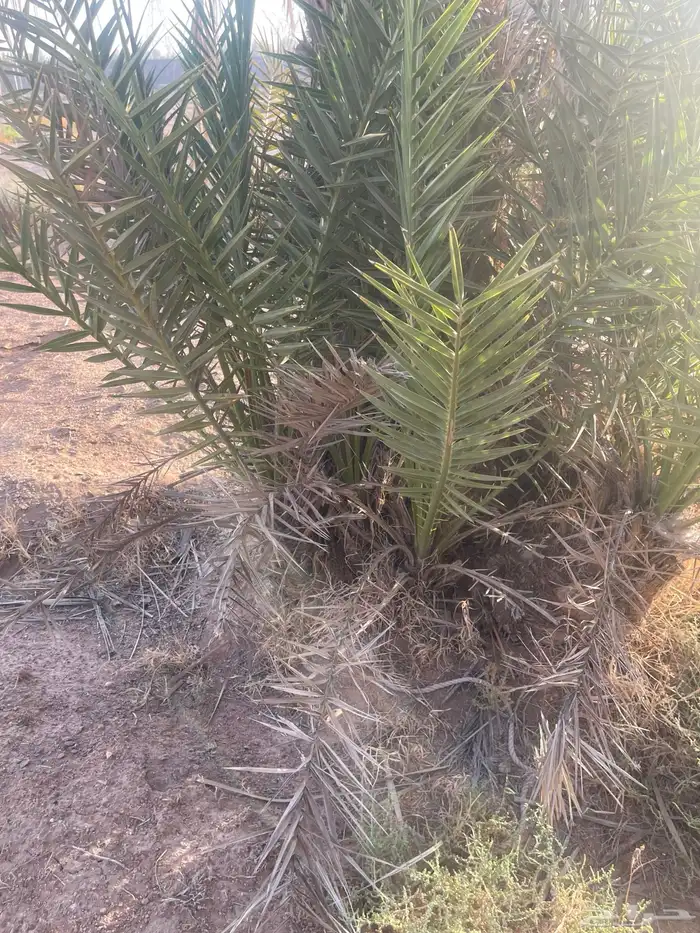 نخل 13