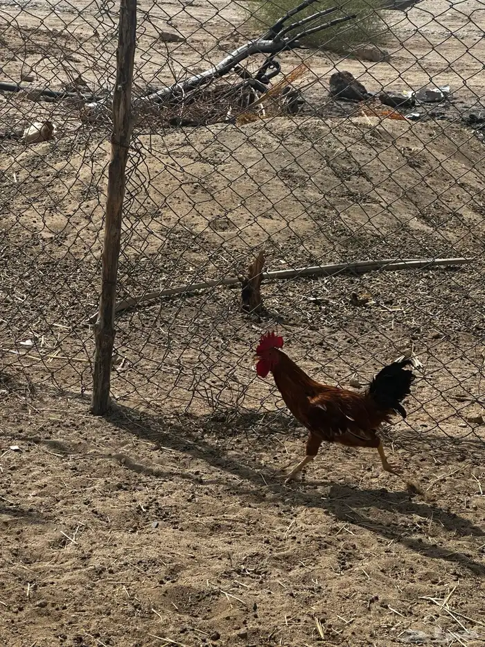 للبيع دياكه العدد 3 بلدي 1