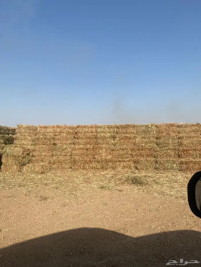 علف ذذره 1