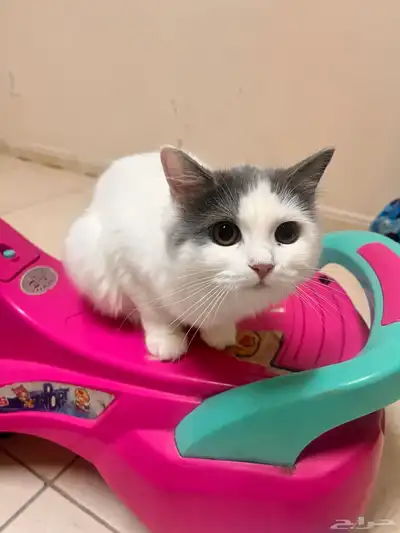 قط قطو بسه بس هر كديسه cat kitten للبيع index
