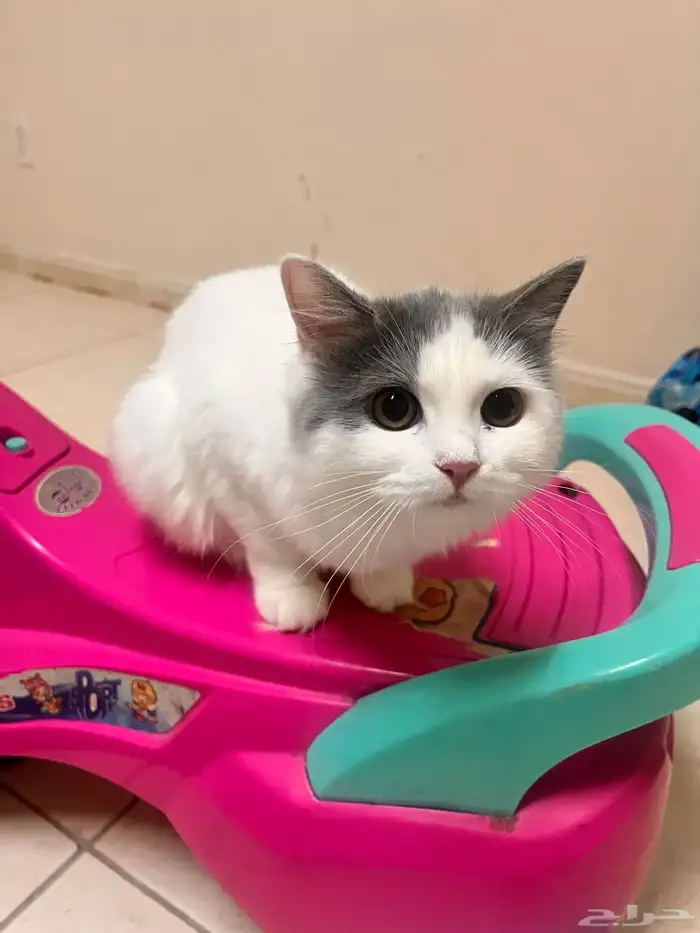 قط قطو بسه بس هر كديسه cat kitten للبيع 0