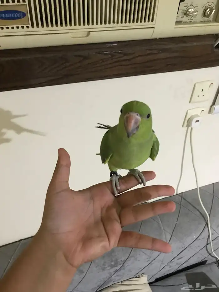 ببغاء دره هندي وقفص كبير 0