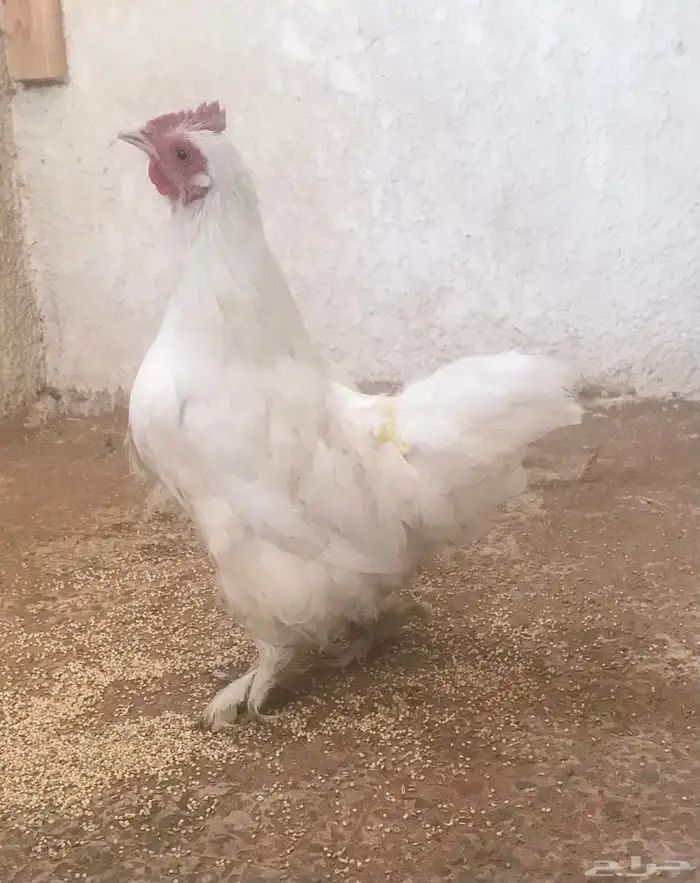 دجاجه كوشن 1