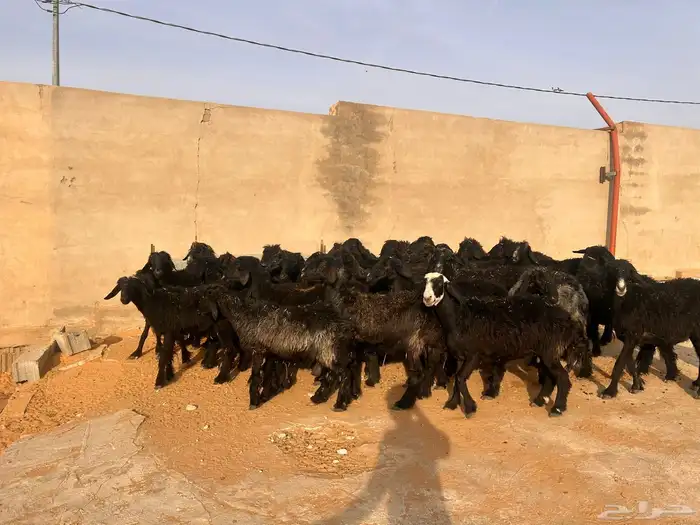 غنم عرب 1