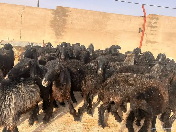 غنم عرب 5