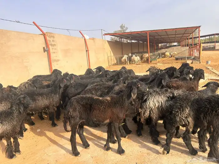غنم عرب 4