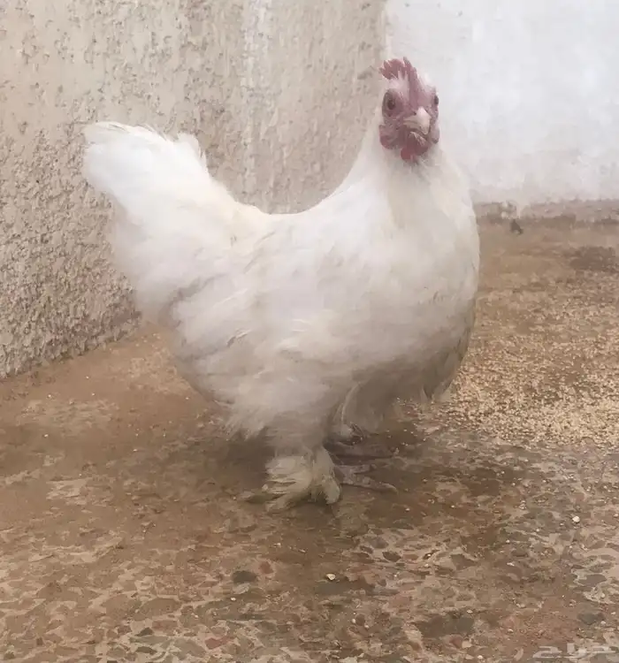 دجاجه كوشن 0