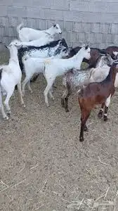 مطلوب تيوس صغيرة جدا 0