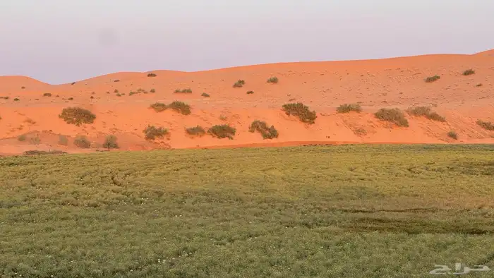 فرصة اعلاف لأصحاب الحلال مرعى طبيعي للإيجار 1