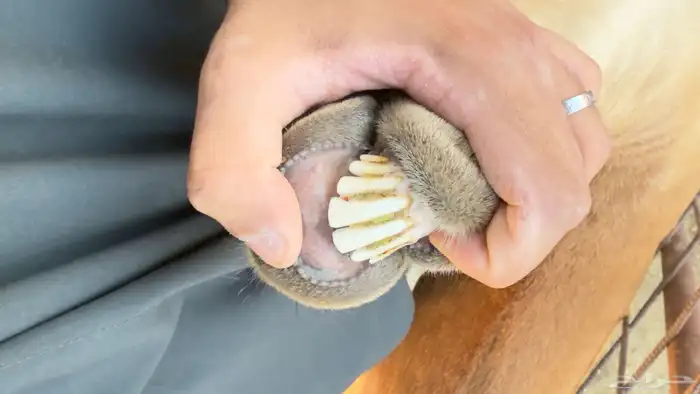 عنز جنوبيه 1