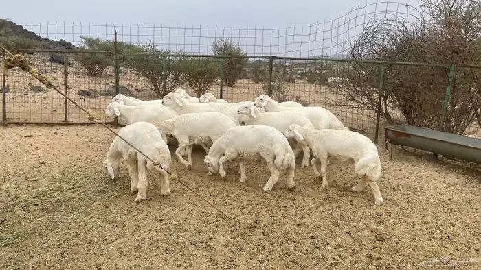 مشاريع فحول صنف 5