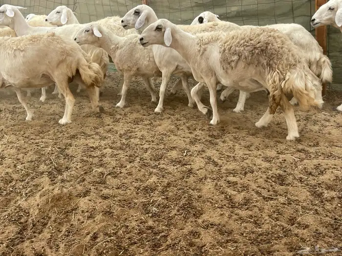 عرضين غنم خلفات وغنم دفيع 22