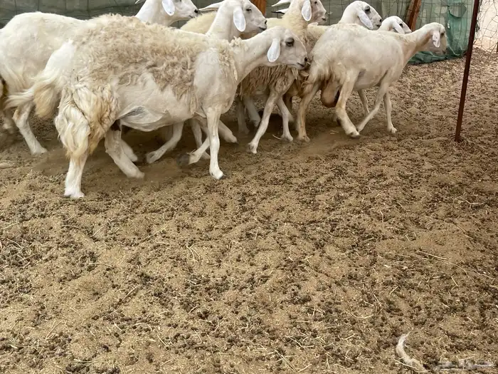 عرضين غنم خلفات وغنم دفيع 21