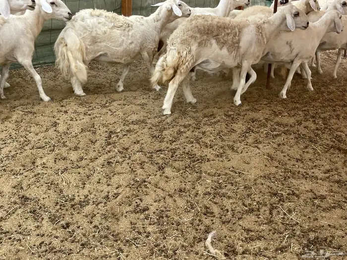 عرضين غنم خلفات وغنم دفيع 19