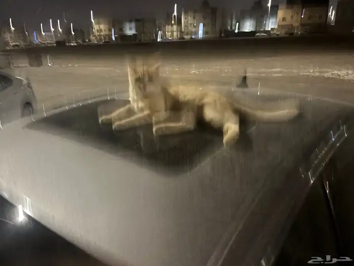 قط متخلى عنه أو مفقود 1