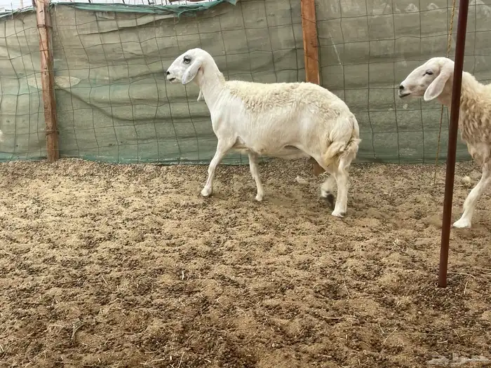 عرضين غنم خلفات وغنم دفيع 26
